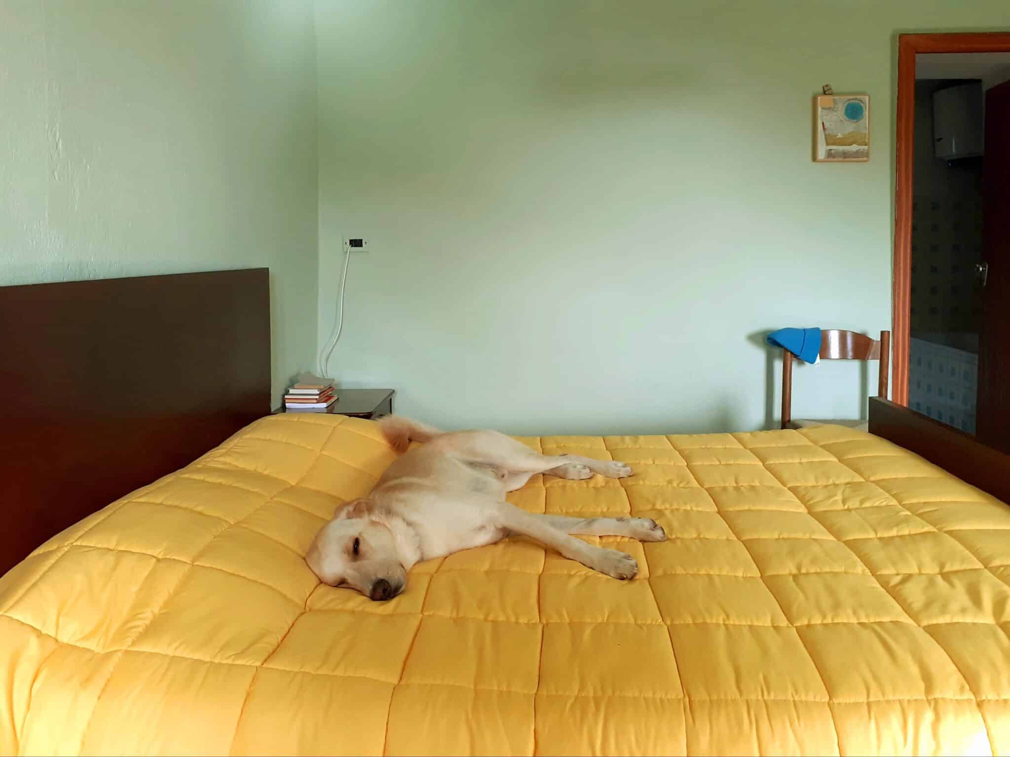 Matteo the dog resting on a yellow quilt in a bedroom. Hunden Matteo hviler på et gult sengeteppe i et soverom.